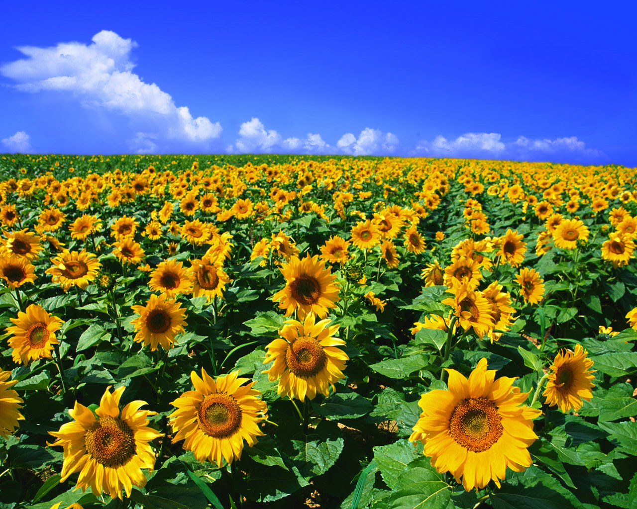 すべての花の画像 100 Epic Best壁紙 ひまわりの写真