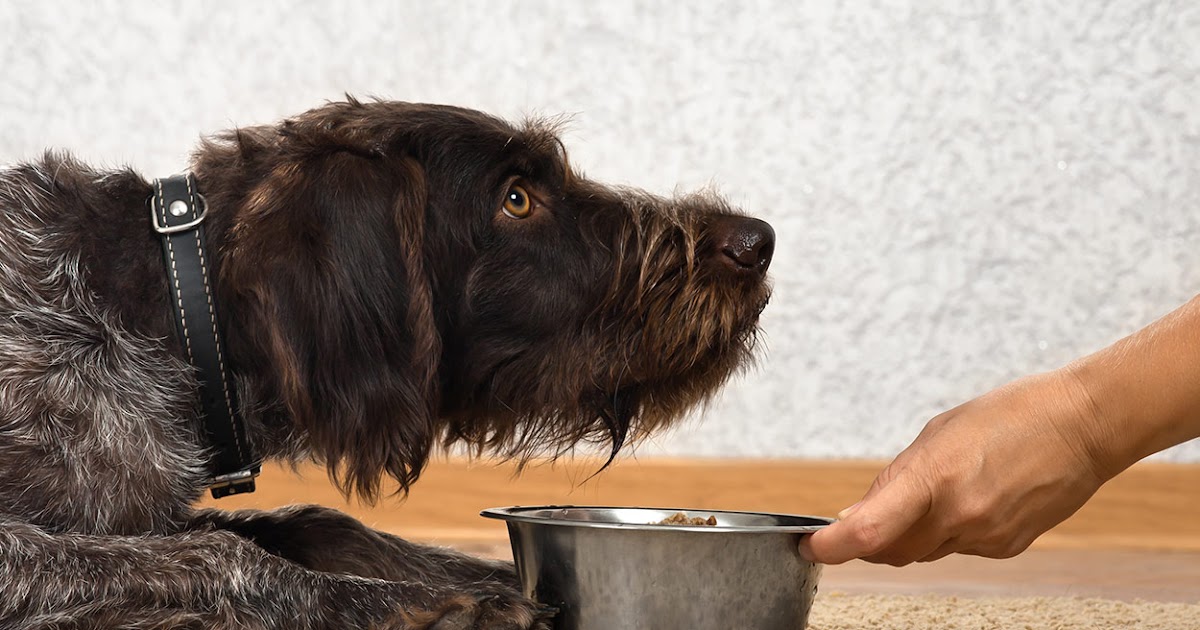 Homemade Dog Food For Diabetes - To avoid further issues, you can treat
