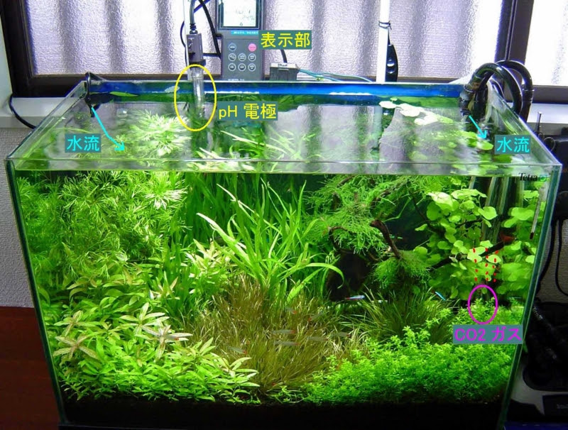 画像をダウンロード 水草 Co2なし 水草 Co2なし Drawing