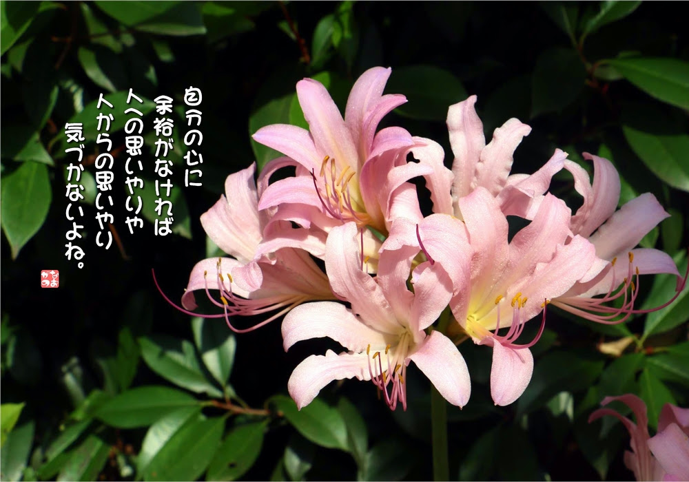 すべての美しい花の画像 ラブリー花 言葉 水仙
