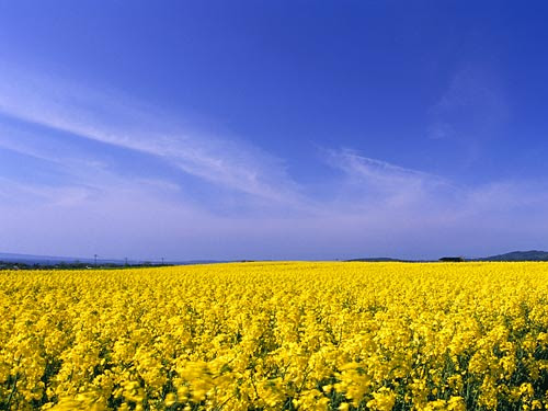 トップ100菜の花 壁紙 最高の花の画像