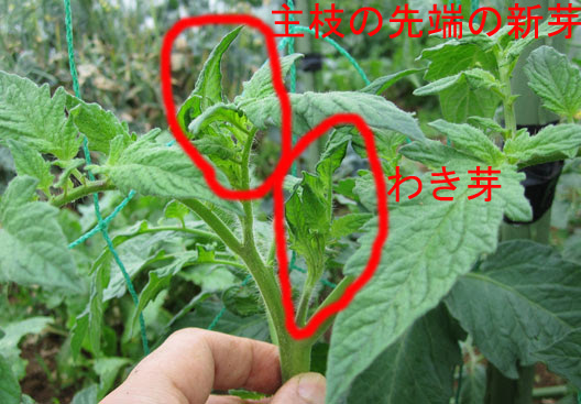 無料ダウンロード トマト 脇芽かき いつから トマト 脇芽かき いつから