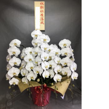 すべての美しい花の画像 新鮮な新社屋 お祝い 花