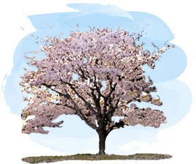 50 木 イラスト 桜の 木 描き 方 Jpsaepictqwoa