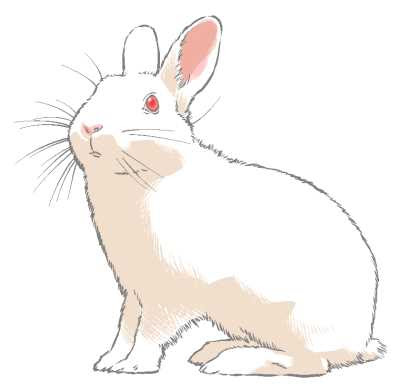 トップ100リアル うさぎ 後ろ姿 イラスト ただのディズニー画像
