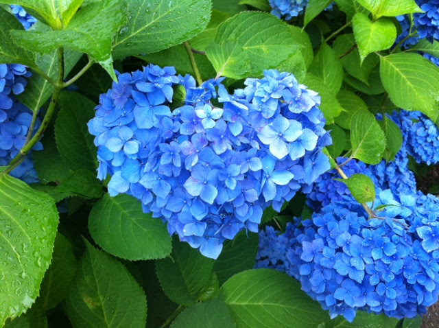 最も好ましい 壁紙 フリー ハート の 紫陽花 待ち受け