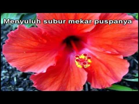 CAHAYA MENERANGI: BUNGA RAYA