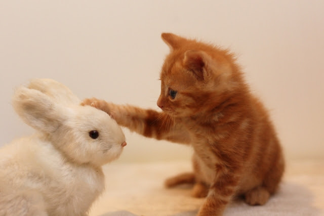 100 Epic Best可愛い動物 壁紙 最高の花の画像