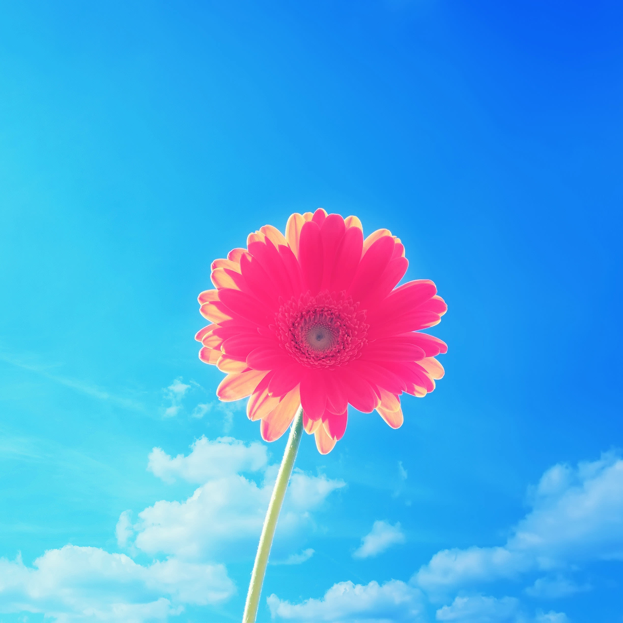 画像 Ipad 壁紙 高画質 花 Ipad 壁紙 高画質 花 Ikukoweblogjp