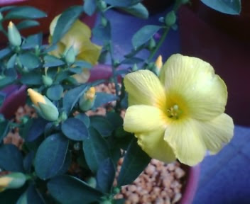 最高の壁紙hd 50 月光花花言葉
