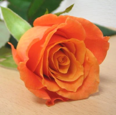 すべての美しい花の画像 これまでで最高の薔薇 花言葉 オレンジ