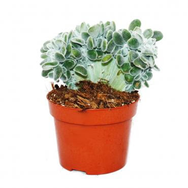 You will receive an echeveria pulvinata frosty like the one shown in photos. Echeveria Pulvinata Frosty 12cm Topf Exotenherz