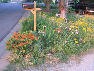 It's extremely rare for the perennial to have a long blooming period, which means that the poppy mallow is a real star. Garden Galleries Kansas Native Plants