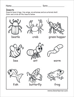 The color scheme of the little bugs makes them your favorite. What Is An Insect Worksheets For Preschools