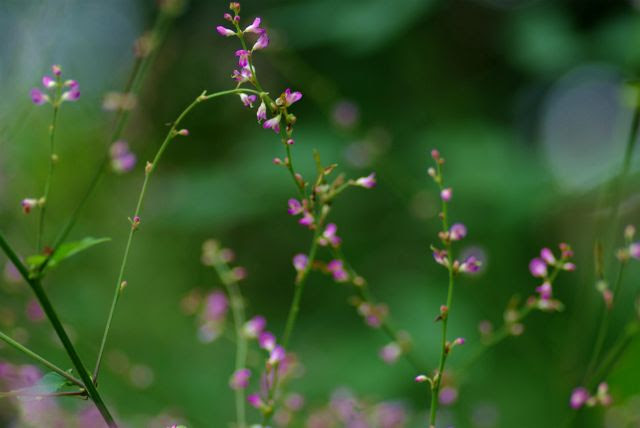 美しい花の画像 元の雑草 ピンク の 小さい 花