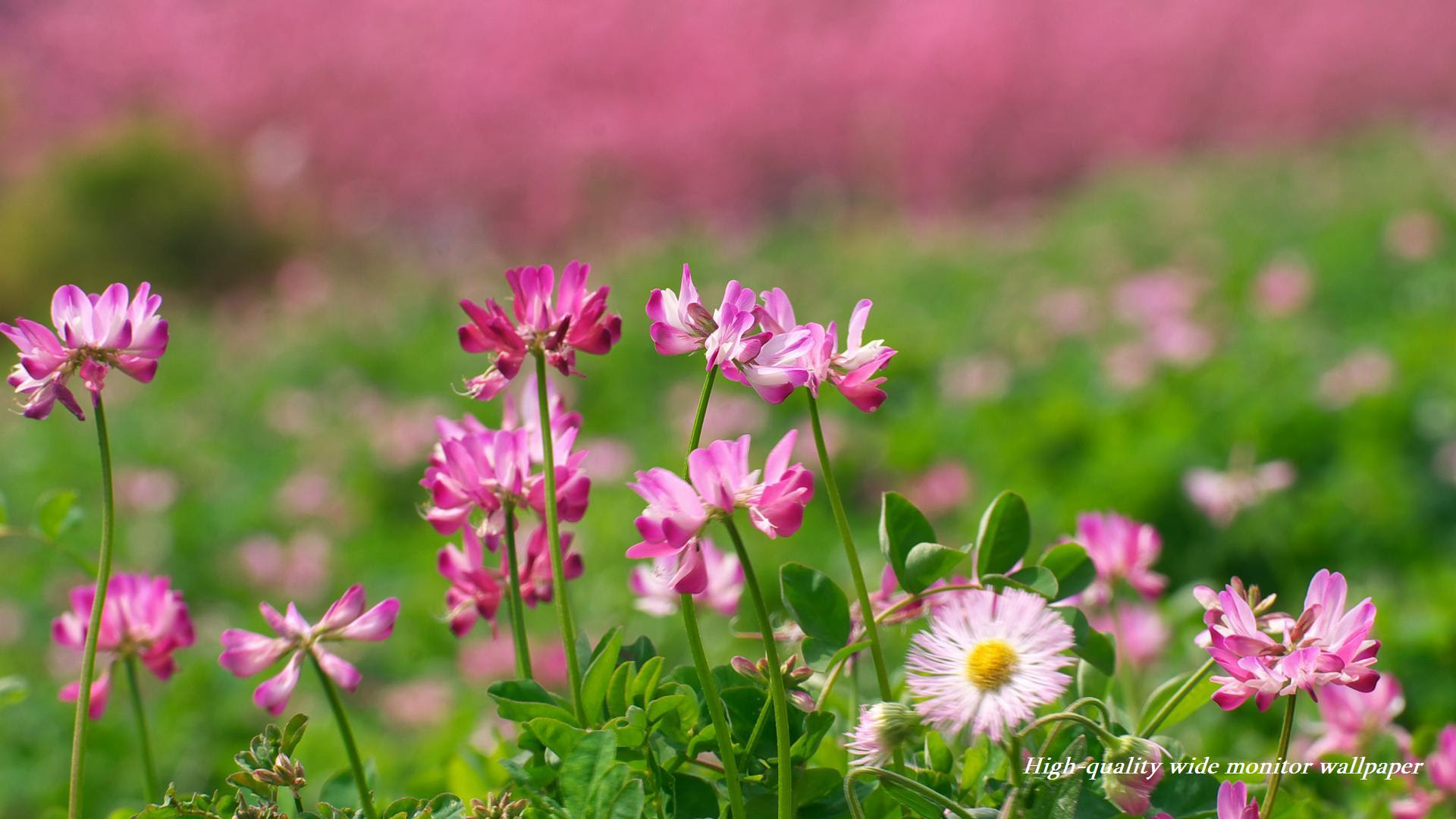 無料ダウンロード高 画質 花 壁紙 美しい花の画像