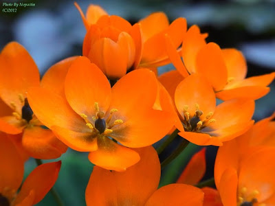 √70以上 春の 花 オレンジ 813849-春の花 オレンジ色の 名前
