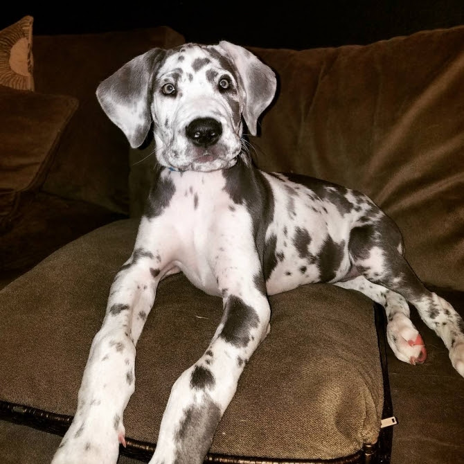 Find great dane dogs and puppies from colorado breeders. Nice And Healthy Great Dane Puppies Available Hilton Head For Sale Hilton Head Pets Dogs