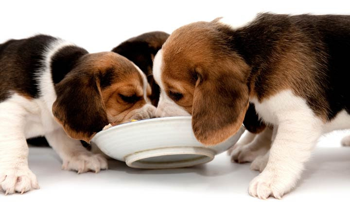 Tlc whole life puppy & dog food. Puppy Diarrhea Causes Treatment Symptoms