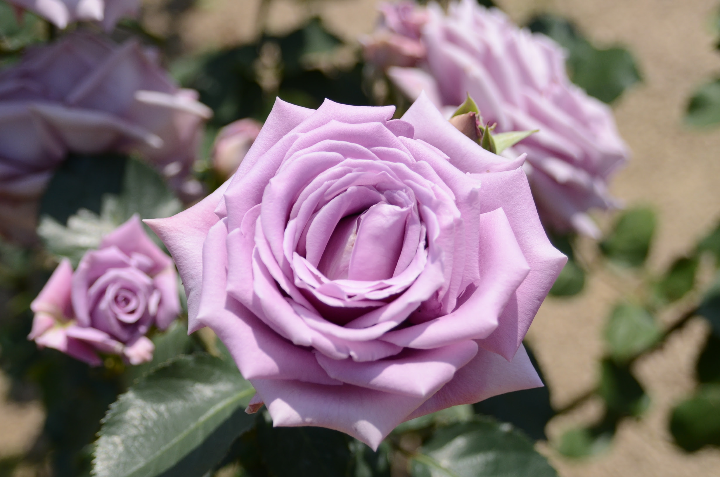 最高の可愛い 花 フランス語 すべての動物画像