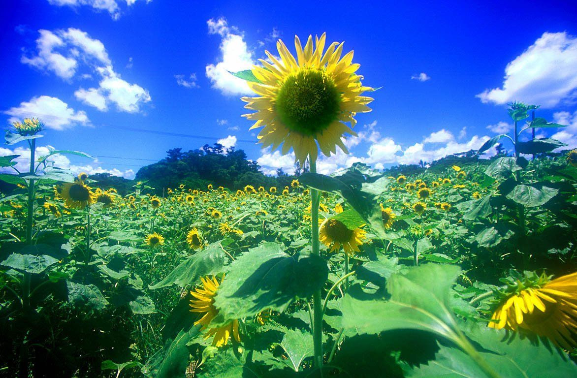 すべての花の画像 トップ100 夏の風景 壁紙