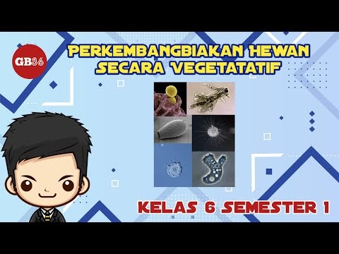  Perkembangbiakan  Hewan  Secara  Vegetatif Materi IPA Kelas 