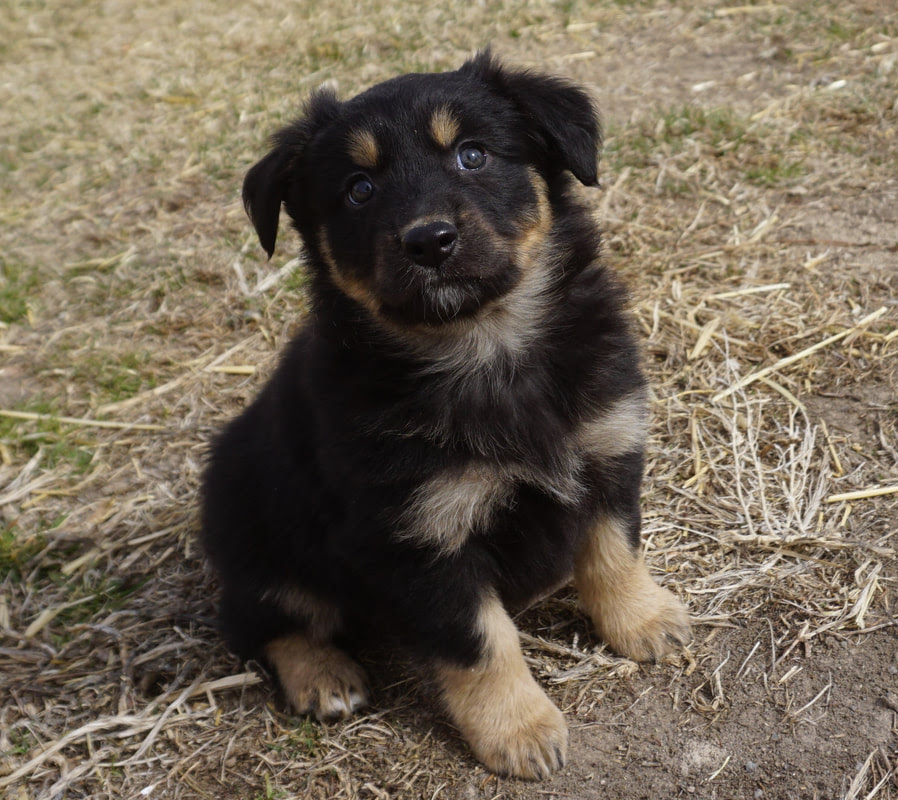 Check spelling or type a new query. Puppies Mountain Wrangler Aussies Australian Shepherd Puppies For Sale