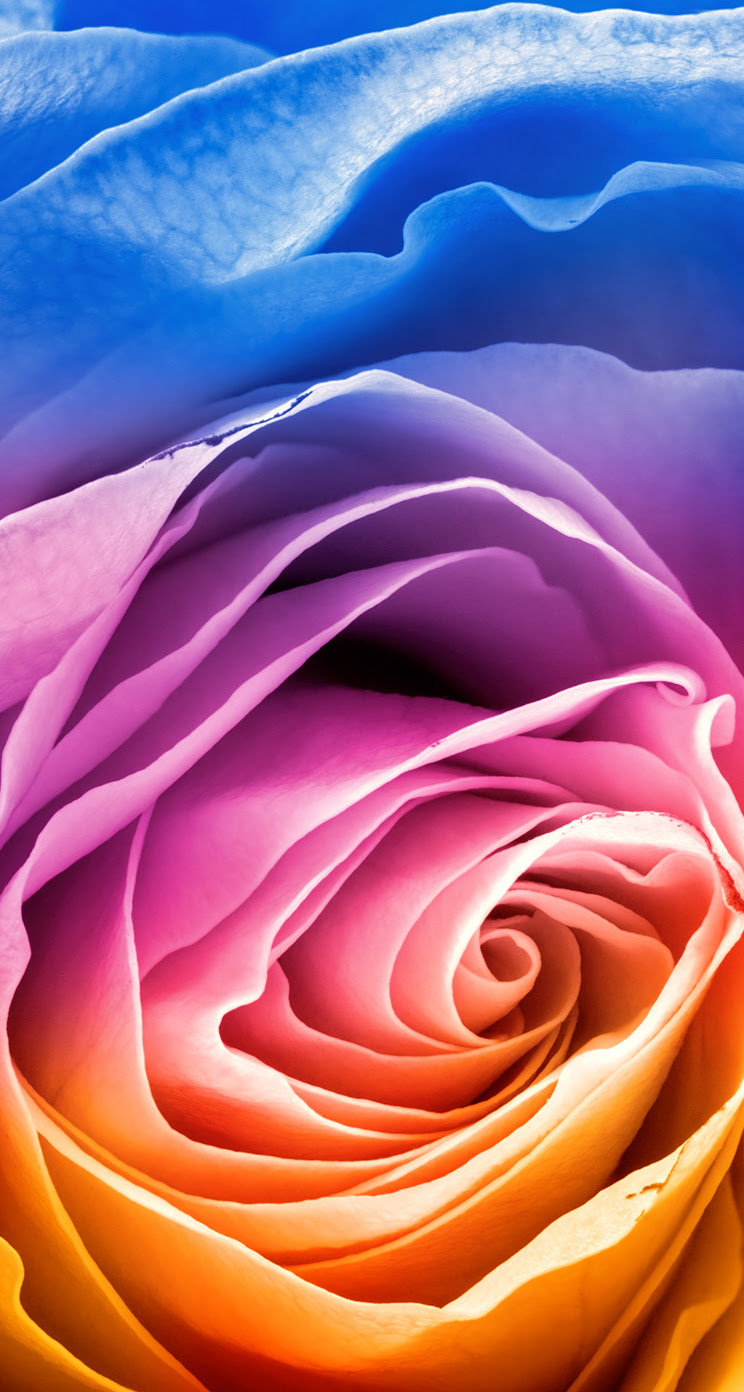 ベストレインボー 壁紙 Iphone 最高の花の画像