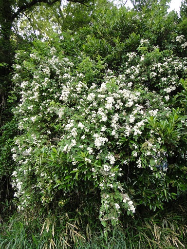 美しい花の画像 Hd限定5 月 白い 花 甘い 香り