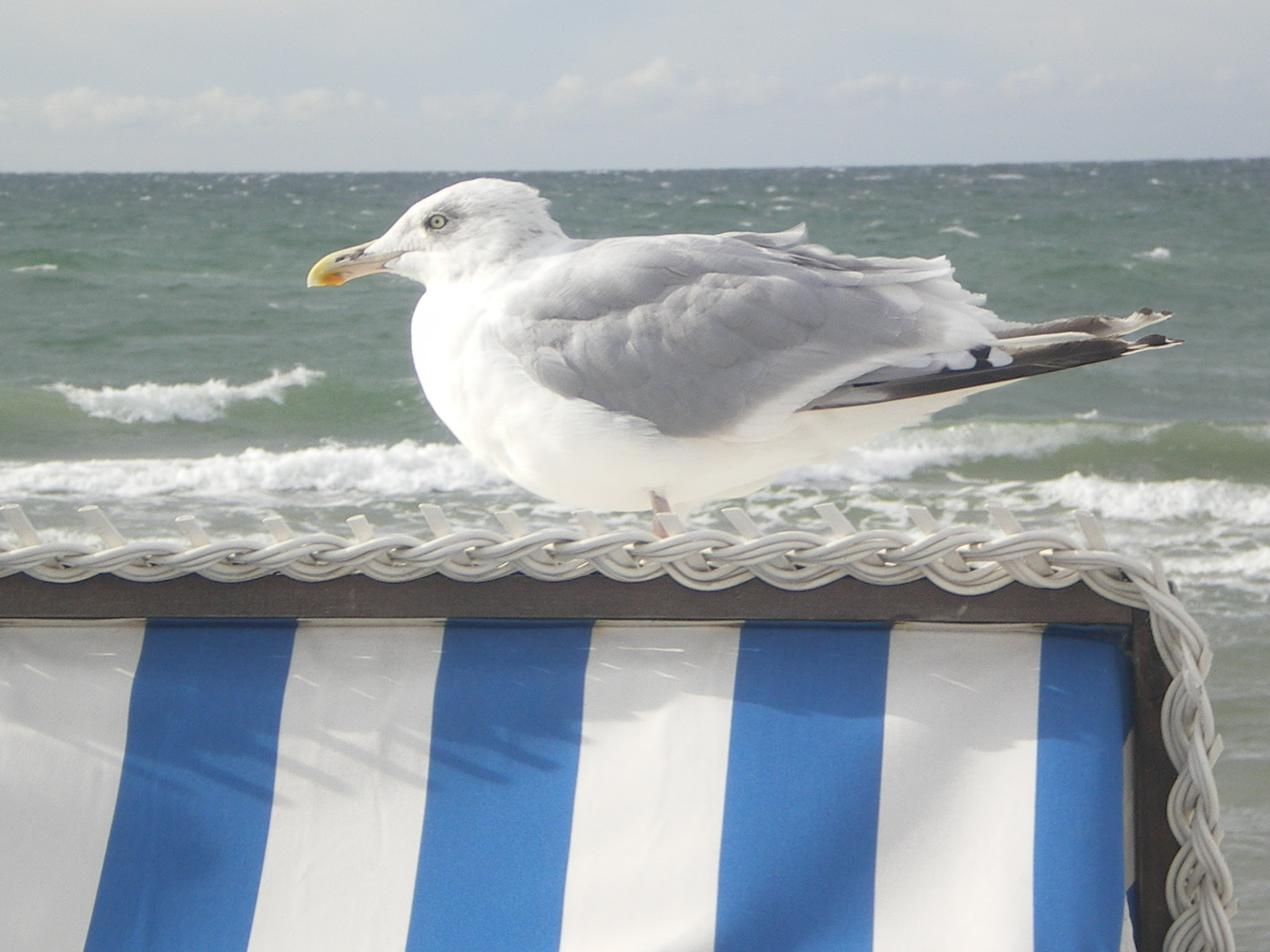 Lustige Sprüche Ostsee Sprüche Zitate Leben