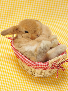 トップ100うさぎ 壁紙 スマホ ただ壁紙hd