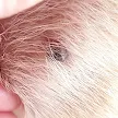 How To Tell If Your Dog Has A Tick Or Mole : A tick's body shape changes from flat before feeding to round and engorged when it is filled with blood.