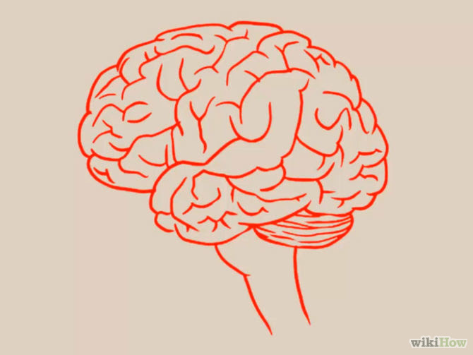 Cartoon Human Brain Drawing Easy