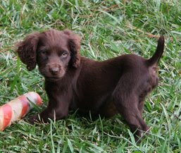 They are eager to please, friendly, and incredibly affectionate. Puppy Boykin Spaniel Club Of Texas