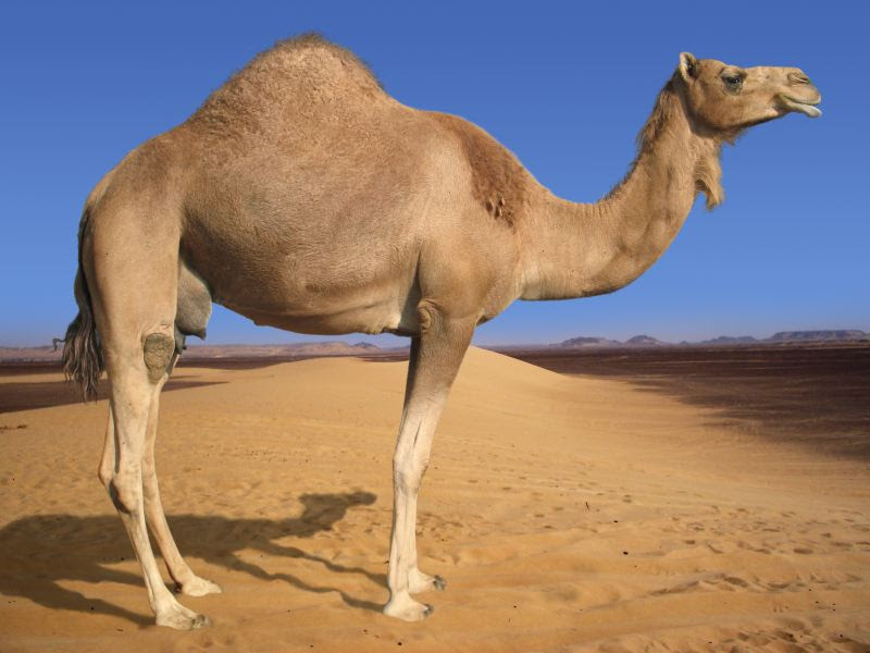 Would you believe there is more than one type of camel? Camels Humps Are Not Filled With Water