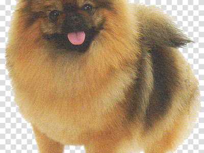 いろいろ japanese spitz dog brown 140205-Japanese spitz dog brown