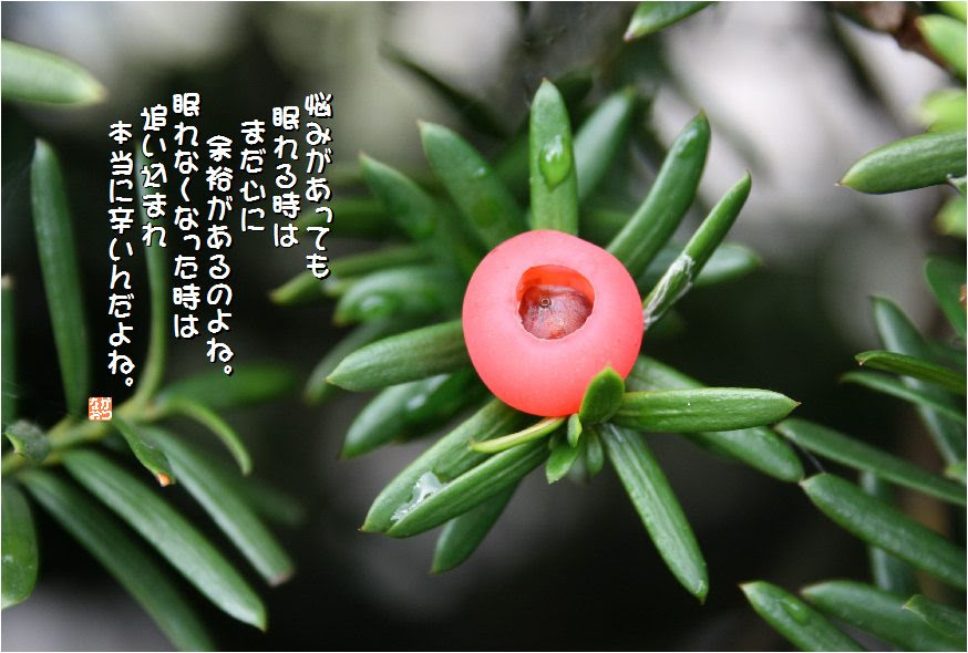 すべての美しい花の画像 75 イチイ 花 言葉