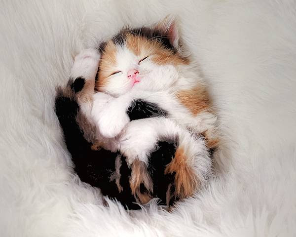 最高の動物画像 無料印刷可能可愛い 子猫 画像 壁紙