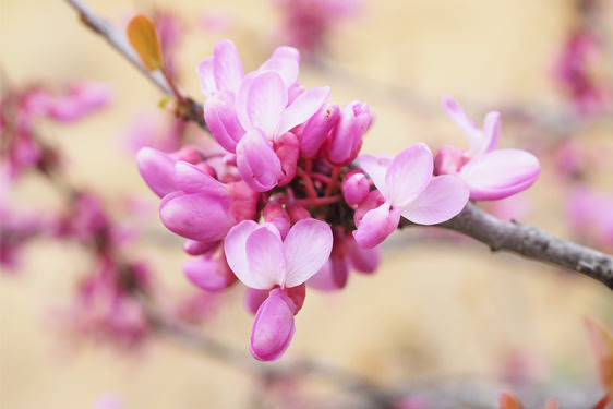 Visualizza altre idee su alberi da giardino, giardino, giardinaggio. Come Coltivare I Fiori Dell Albero Di Giuda Nel Tuo Giardino