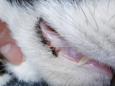 上 猫 歯茎 黒い点 猫 歯茎 黒い点 Mbaheblogjpmx2d