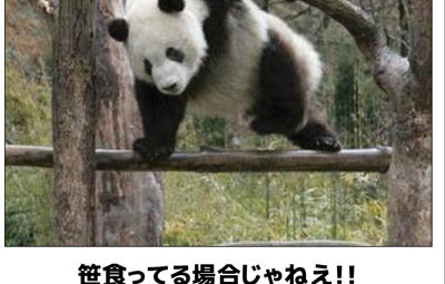 無料ダウンロード パンダ 笹食ってる場合じゃねぇ パンダ 笹食ってる場合じゃねぇ 元ネタ Blogsaejpsongo