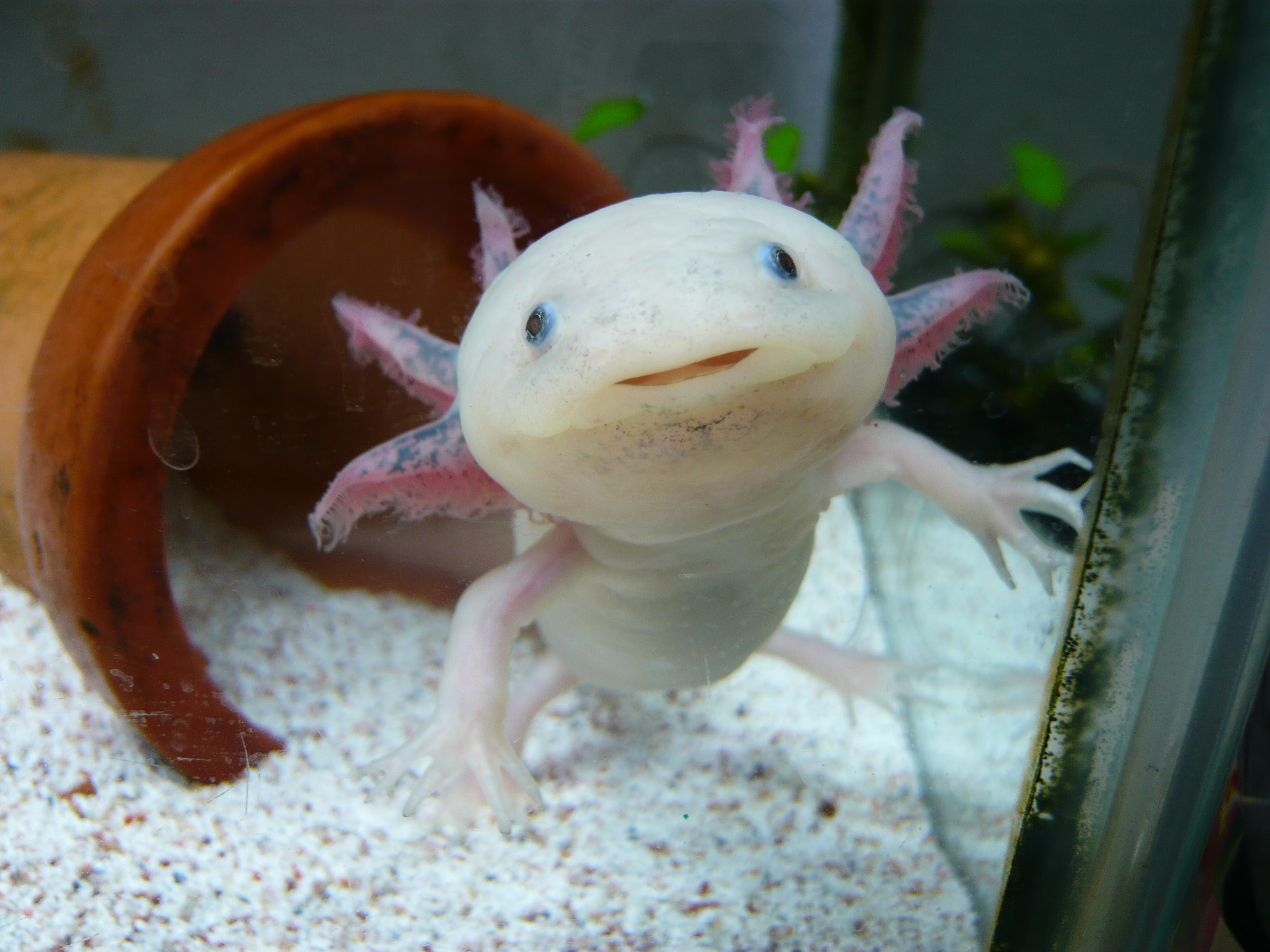 完了しました ウーパールーパー 外鰓 赤い ウーパールーパー 外鰓 赤い Ductanfreeimages
