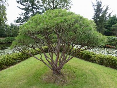 すべての美しい花の画像 トップ100松 種類 見分け方