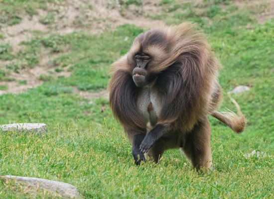 gelada