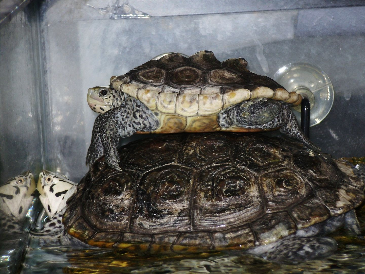 Terrapin Pile, Silent Bob Basking on top of Dante