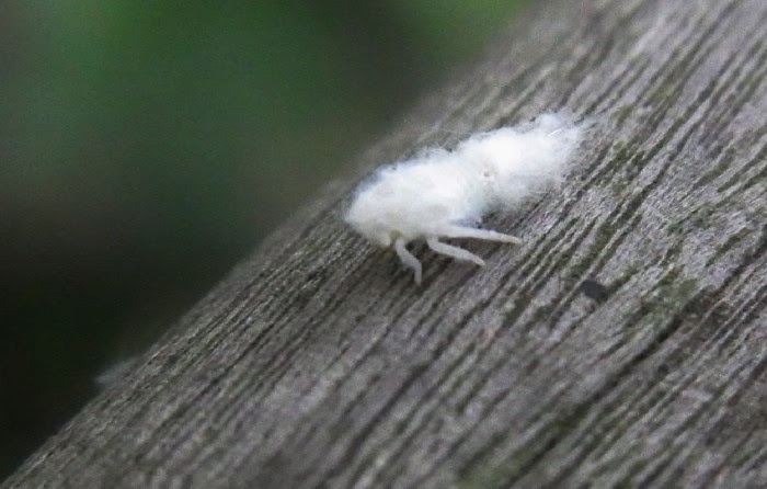 虫 白い ふわふわ 白い ふわふわ 虫 飛ぶ Berkah Picturebsvnb