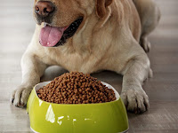 best food for dogs skin