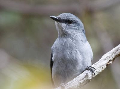 L'echenilleur de la Réunion