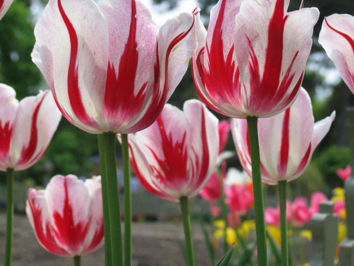 Terpopuler 30 Lukisan Bunga Tulip Menggunakan Pensil 