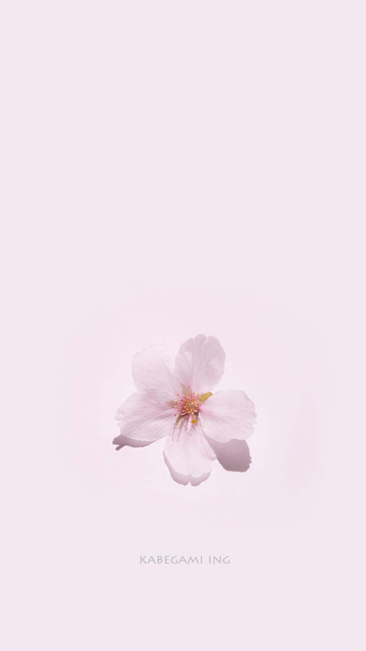 ベスト50 スマホ 壁紙 桜 すべての美しい花の画像